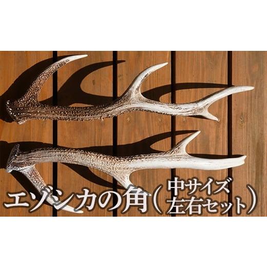 ふるさと納税 民芸品・工芸品 北海道 福島町 エゾシカの角（中サイズ、左右セット） ふるさと納税 人気 おすすめ ランキング エゾシカ えぞ鹿 蝦夷しか 蝦夷鹿…_1