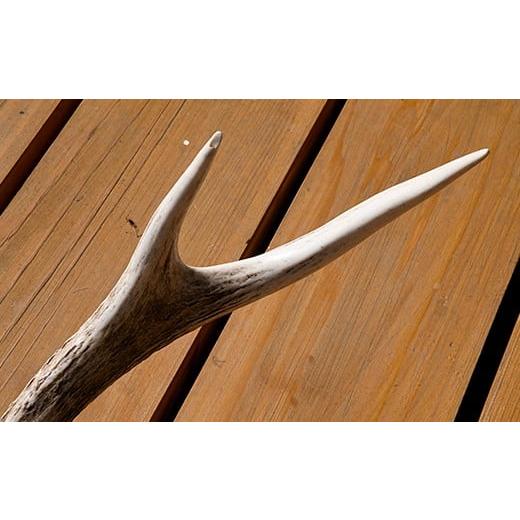 ふるさと納税 民芸品・工芸品 北海道 福島町 エゾシカの角（中サイズ、左右セット） ふるさと納税 人気 おすすめ ランキング エゾシカ えぞ鹿 蝦夷しか 蝦夷鹿…_4