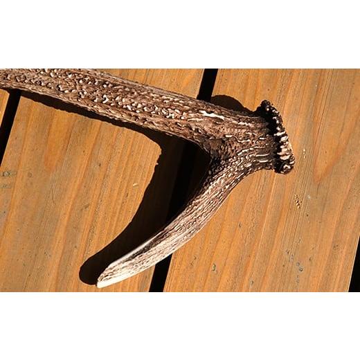 ふるさと納税 民芸品・工芸品 北海道 福島町 エゾシカの角（中サイズ、左右セット） ふるさと納税 人気 おすすめ ランキング エゾシカ えぞ鹿 蝦夷しか 蝦夷鹿…_5