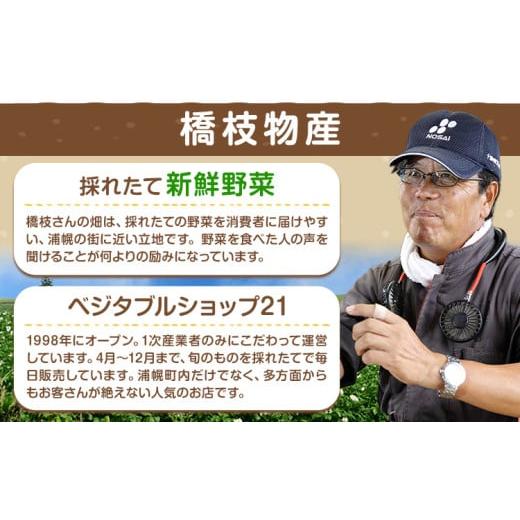 ふるさと納税 野菜類 玉ねぎ 北海道 浦幌町 十勝 電子技法栽培たまねぎ 約10kg 野菜 《2026年10月上旬から順次出荷》橋枝物産 北海道 浦幌町の画像