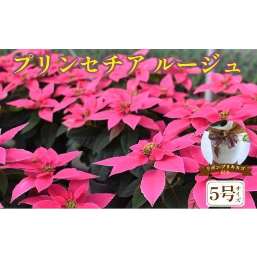ふるさと納税 雑貨・日用品 花 宮崎県 小林市 プリンセチア ルージュ(観葉植物 植物 5号鉢 贈答 贈り物 プレゼント ギフト)
