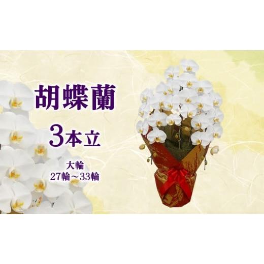 ふるさと納税 雑貨・日用品 苗木 沖縄県 本部町 胡蝶蘭 3本立(大輪/27輪〜33輪) ラン お花 フラワー 観葉植物 亜熱帯・熱帯植物 香り 人気 贈り物 プレゼン…