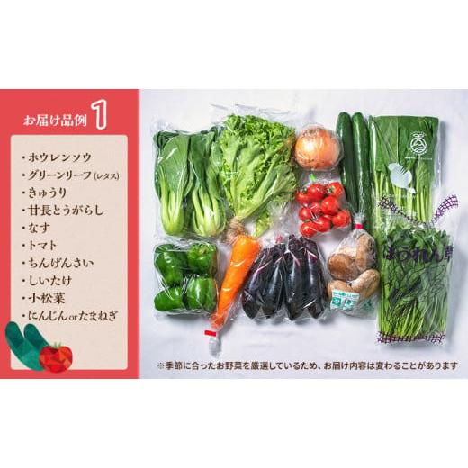 ふるさと納税 静岡県 袋井市 とれたて 野菜パック  季節の野菜 セット 詰め合わせ 10品前後 野菜セット 野菜詰め合わせ 野菜 ジャガイモ 人参 大根 小松菜 白…｜furusatochoice｜06