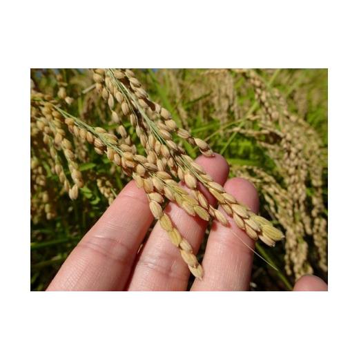 完動品 ふるさと納税 千葉県 八千代市 【12ヶ月定期便】八千代産コシヒカリ【エコ米】10kg×12回 【NAN2098824839】(73920円)