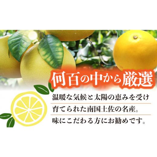 ふるさと納税 みかん・柑橘類 高知県 高知市  先行予約 南国高知温室土佐文旦 約5kg 8玉〈2026年11月中旬〜2027年2月中旬頃発送〉／ 文旦 ぶんたん 5kg 5キロ …_3