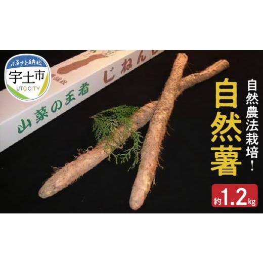 ふるさと納税 人参・大根・他根菜 熊本県 宇土市 U15-0557 那須自然農園 自然農法栽培 自然薯 約1.2kg