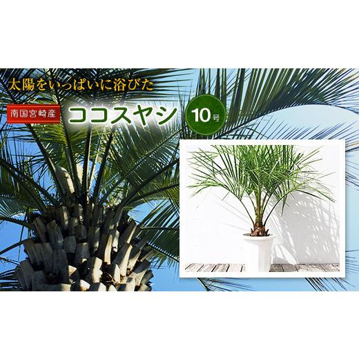 【中古品 】 ふるさと納税 宮崎県 宮崎市 南国宮崎産ココスヤシ(苗木(10号)1鉢)_M005-001 【JS1078939720】(38000円)