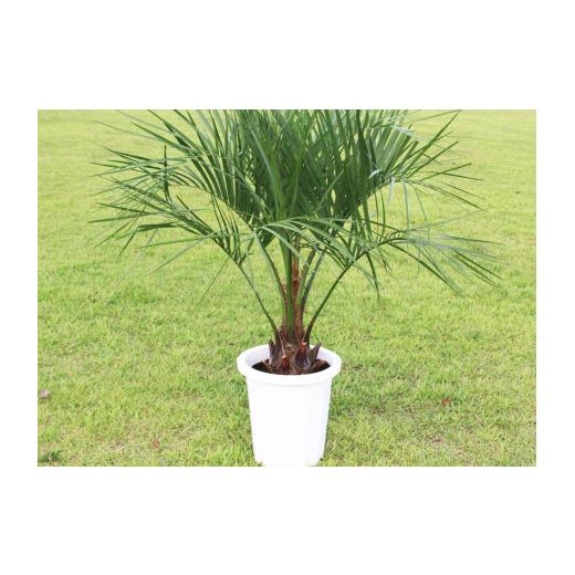 【中古品 】 ふるさと納税 宮崎県 宮崎市 南国宮崎産ココスヤシ(苗木(10号)1鉢)_M005-001 【JS1078939720】(38000円)