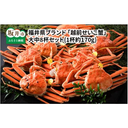 ふるさと納税 カニ ずわいガニ 福井県 坂井市 先行予約 福井県ブランド 茹で 「越前セイコ蟹」 大中8杯セット 2025年11月発送分 K-1402_11 11月発送分