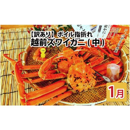ふるさと納税 カニ ずわいガニ 福井県 坂井市 先行予約 名人が茹でる とれたて指折れ越前がに(中) 2杯 1月発送分 J-4304_01 1月発送分