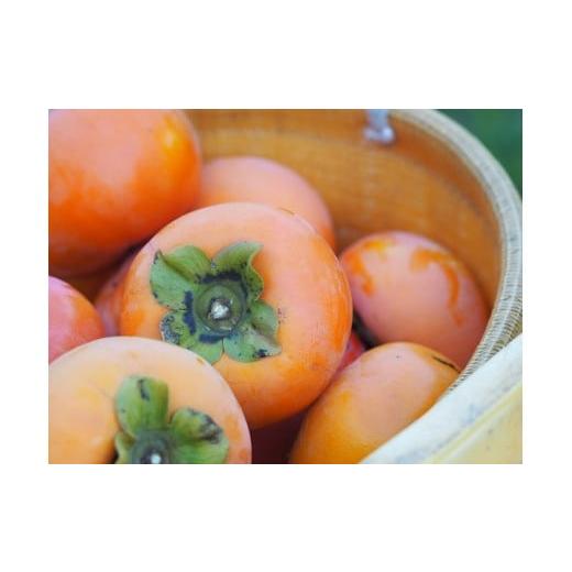 ふるさと納税 果物類 柿 奈良県 下市町 44.下市町産 富有柿 秋津園