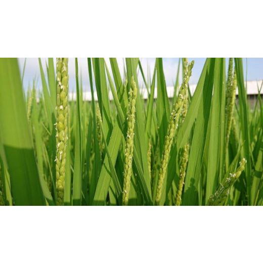 【最安値挑戦中】 ふるさと納税 新潟県 南魚沼市 【頒布会】南魚沼産コシヒカリ「雪国のかおり」１０kg毎月頒布（１年間　全１２回） 【HOV4997190580】(176000円)