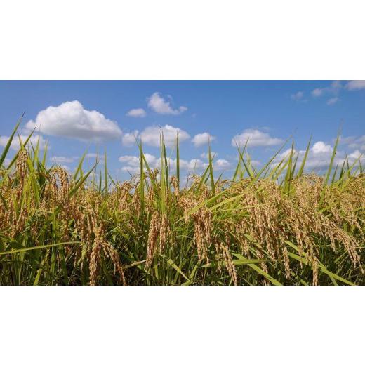 【最安値挑戦中】 ふるさと納税 新潟県 南魚沼市 【頒布会】南魚沼産コシヒカリ「雪国のかおり」１０kg毎月頒布（１年間　全１２回） 【HOV4997190580】(176000円)