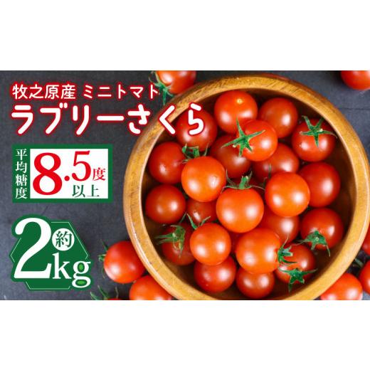 ふるさと納税 トマト ミニトマト 静岡県 牧之原市 先行予約 ミニ トマト フルーツ トマト ラブリーさくらとまと うまたま 2kg 1kg × 2箱 トマト みにとまと …