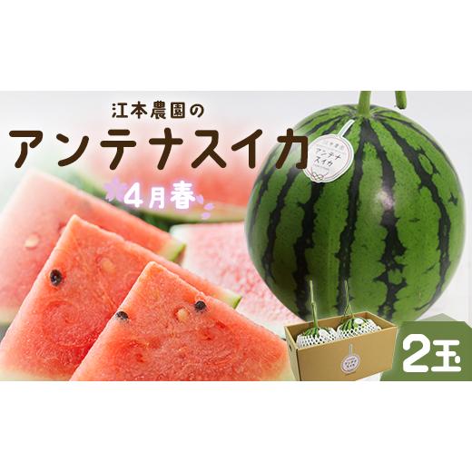 ふるさと納税 スイカ 高知県 香南市 4月発送開始 スイカ 先行予約 すいか 江本農園 4月 春アンテナスイカ 2玉 - くだもの 高糖度 高品質 夜須 のし 贈り物 フ…