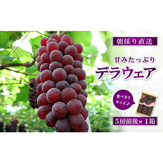 ふるさと納税 果物類 ぶどう 山形県 南陽市 令和8年産先行予約 朝どりデラウェア 1箱 (5房前後入り) [令和8年7月中旬〜発送] 『漆山果樹園』 葡萄 ぶどう …