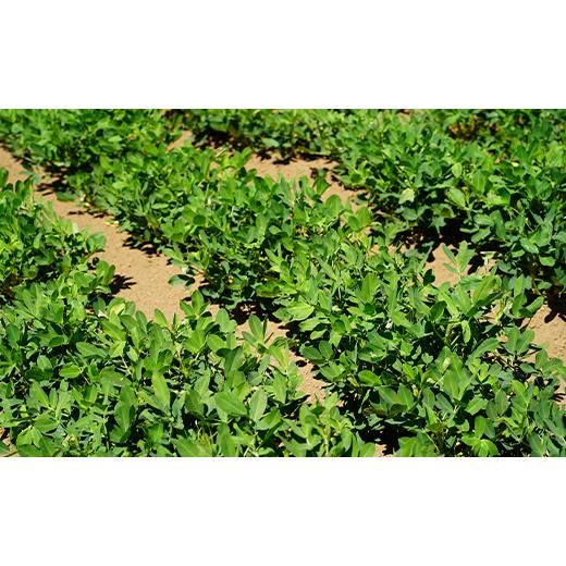 ふるさと納税 豆類 落花生 千葉県 八街市 落花生 千葉県八街市産 計1320g 落花生新品種Qなっつ(220g×6袋) ピーナッツ おつまみ おすすめ 人気 健康 千葉 八街…