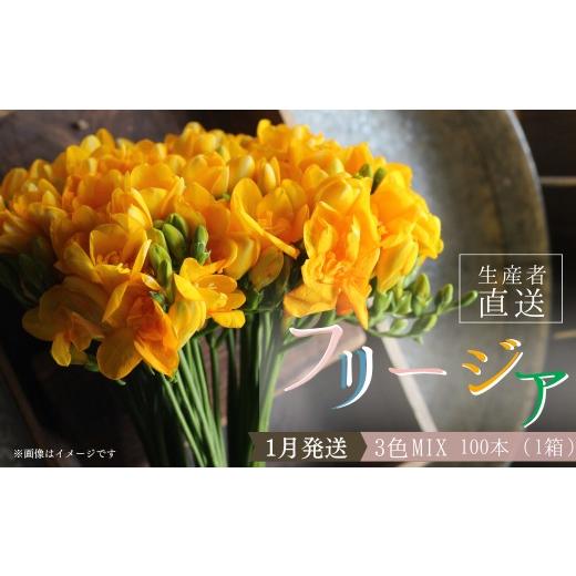 ふるさと納税 花・苗木 花束 茨城県 利根町 先行予約 ／ 2027年1月発送 香り華やぐ フリージア 3色セット 100本 生産者直送 直送 生花 切り花 花 はな 春 先…_1