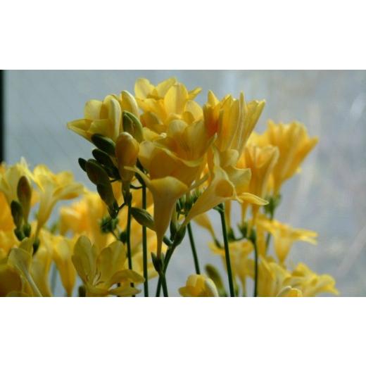 ふるさと納税 花・苗木 花束 茨城県 利根町 先行予約 ／ 2027年1月発送 香り華やぐ フリージア 3色セット 100本 生産者直送 直送 生花 切り花 花 はな 春 先…_2