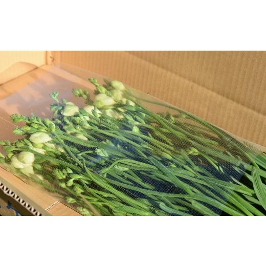 ふるさと納税 花・苗木 花束 茨城県 利根町 先行予約 ／ 2027年1月発送 香り華やぐ フリージア 3色セット 100本 生産者直送 直送 生花 切り花 花 はな 春 先…_3