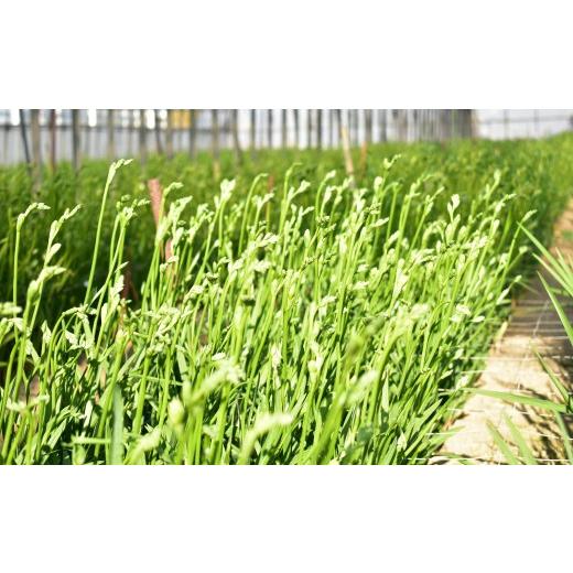 ふるさと納税 花・苗木 花束 茨城県 利根町 先行予約 ／ 2027年1月発送 香り華やぐ フリージア 3色セット 100本 生産者直送 直送 生花 切り花 花 はな 春 先…_5