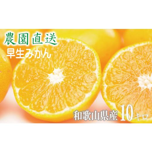 ふるさと納税 果物類 みかん 和歌山県 海南市 早生みかん みかん 10kg 家庭用 大小混合 和歌山県海南市産 産地直送