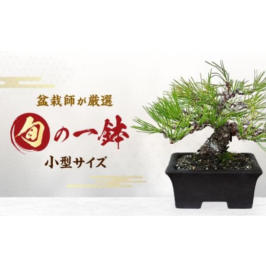 ふるさと納税 花・苗木 盆栽 愛知県 稲沢市 緑の芸術盆栽(小型サイズ)/ 盆栽 ぼんさい 盆栽松 松 盆栽鉢 初心者 観葉植物 ミニ盆栽 インテリア 室内 癒し …