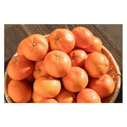 ふるさと納税 佐賀県 太良町 P-84 岩本農園のお楽しみ　２回定期便 