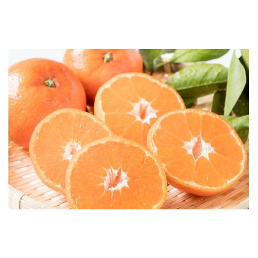 ふるさと納税 佐賀県 太良町 P-84 岩本農園のお楽しみ　２回定期便 