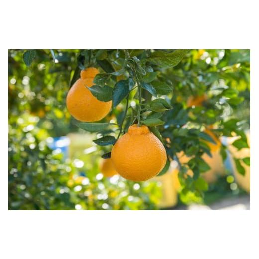 ふるさと納税 佐賀県 太良町 P-84 岩本農園のお楽しみ　２回定期便 