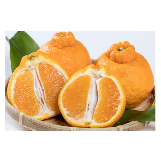 ふるさと納税 佐賀県 太良町 P-84 岩本農園のお楽しみ　２回定期便 