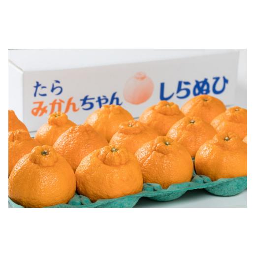 ふるさと納税 佐賀県 太良町 P-84 岩本農園のお楽しみ　２回定期便 