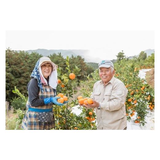 ふるさと納税 佐賀県 太良町 P-84 岩本農園のお楽しみ　２回定期便 