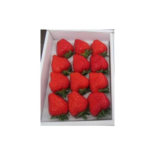ふるさと納税 いちご 埼玉県 川島町 先行受付 期間限定 「あきひめ」もしくは「紅ほっぺ」 いちご 1箱 8粒から18粒入り とれたて新鮮 香り 大きい あきひめ 香…