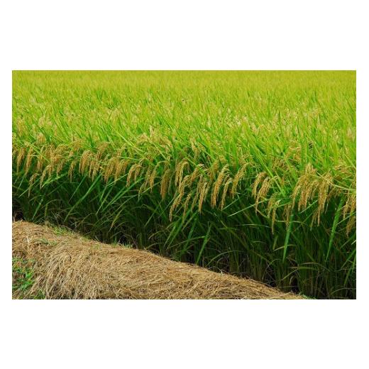 ふるさと納税 秋田県 秋田市 きりたんぽ鍋セット　5〜6人前 