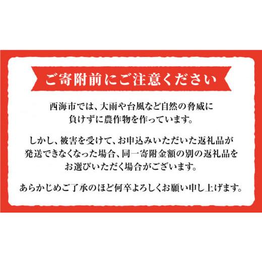 ふるさと納税 長崎県 西海市 高糖度 トマト 【2025年収穫分先行予約】【糖度9度以上！】 大島トマト 特選「 ルビーのしずく 」約1.2kg  西海市産 トマト とま…｜furusatochoice｜10