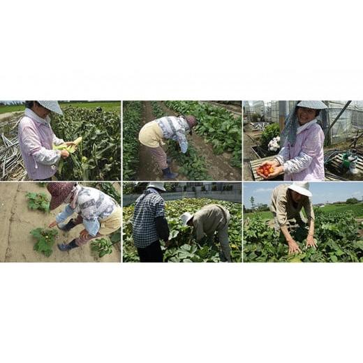 ふるさと納税 宮城県 岩沼市 採れたて野菜を箱いっぱい詰め込んで♪岩沼みんなの家の「みんなの直売！野菜」セット詰め合わせ [No.5704-0326]｜furusatochoice｜08