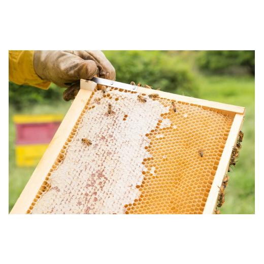 ふるさと納税 東京都 八王子市 【6か月定期便】あのはちみつ専門店ラベイユの「東京 百花蜜」（500g）を毎月お届け ふるさと納税 和歌山県 紀の川市 ほんまもん蜜柑（みかん）蜂蜜 1200g×4本 計4800g 村上養蜂《30日以内に順次出荷(土日祝除く)》和歌山県 紀の川市