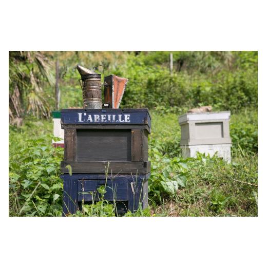 ふるさと納税 東京都 八王子市 【6か月定期便】あのはちみつ専門店ラベイユの「東京 百花蜜」（500g）を毎月お届け ふるさと納税 和歌山県 紀の川市 ほんまもん蜜柑（みかん）蜂蜜 1200g×4本 計4800g 村上養蜂《30日以内に順次出荷(土日祝除く)》和歌山県 紀の川市