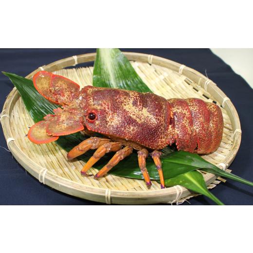 ふるさと納税 エビ 高知県 宿毛市 沖の島の漁師が獲ったセミエビ 1kg