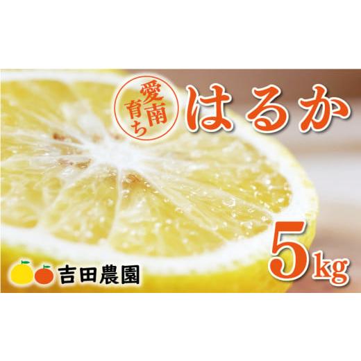 ふるさと納税 みかん・柑橘類 愛媛県 愛南町 数量限定 先行予約 はるか 5kg 10000円 みかん mikan 蜜柑 ミカン 国産 産地直送 農家直送 期間限定 特産品 ゼリ…