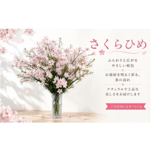 ふるさと納税 雑貨・日用品 花 愛媛県 愛南町 さくらひめ 生花 花 約7株 ギフト 母の日 愛媛県 愛南町 門田園芸