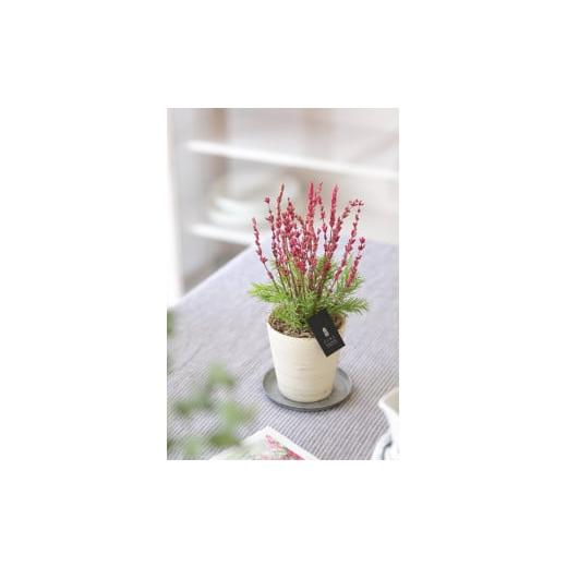 ふるさと納税 雑貨・日用品 インテリア 徳島県 鳴門市 プリザーブドフラワー ラベンダー(ピンク) ピンク