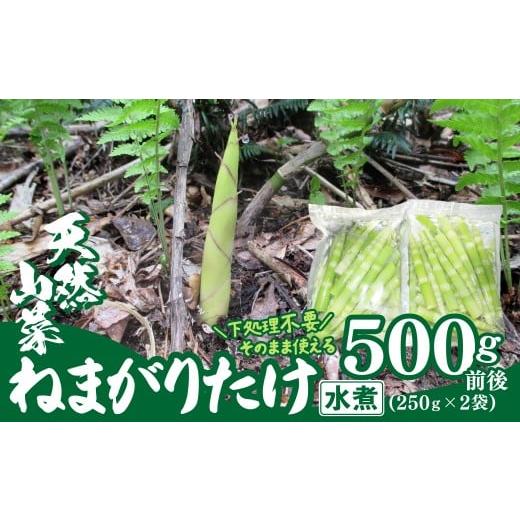 ふるさと納税 野菜類 山菜 秋田県 大館市 予約受付 天然山菜 ねまがりたけ水煮 60P3223 ／ 山菜 天然 山 自然 たけのこ タケノコ ねまがりたけ ねまがりだけ …の画像