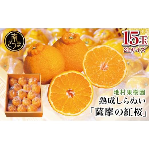 ふるさと納税 みかん・柑橘類 鹿児島県 南さつま市 至高の熟成柑橘 「薩摩の紅桜(不知火)」2Lサイズ15玉 [数量・期間 限定 ] 熟成 柑橘 みかん 長期貯蔵 …