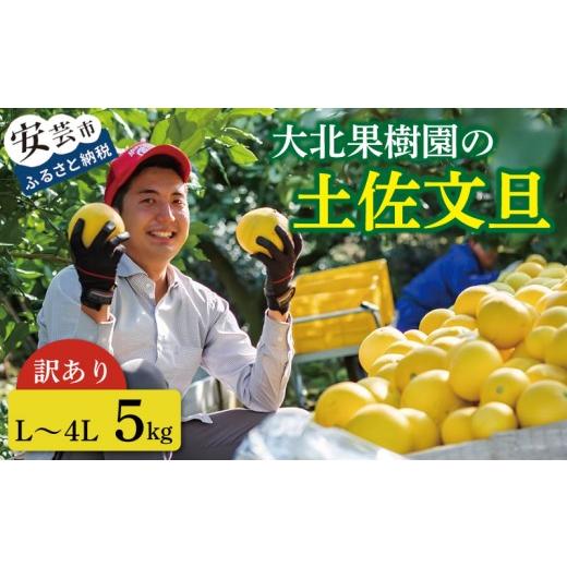 ふるさと納税 みかん・柑橘類 高知県 安芸市 訳あり 土佐文旦 5kg L〜4L 家庭用 柑橘 フルーツ 文旦 みかん 蜜柑 ぶんたん ブンタン 冬 旬 果物 果物類 新鮮 …