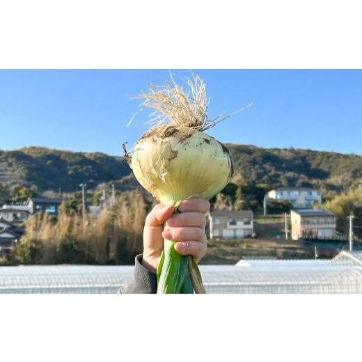 ふるさと納税 野菜類 玉ねぎ 兵庫県 淡路市  新たまねぎ 淡路島たまねぎ 大きな2Lサイズ10kg 発送時期：2026年3月下旬〜5月頃 10kgの画像