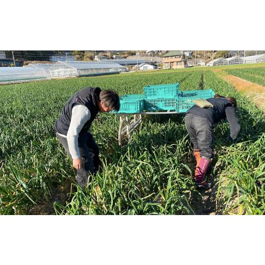 ふるさと納税 野菜類 玉ねぎ 兵庫県 淡路市  新たまねぎ 淡路島たまねぎ 大きな2Lサイズ10kg 発送時期：2026年3月下旬〜5月頃 10kgの画像
