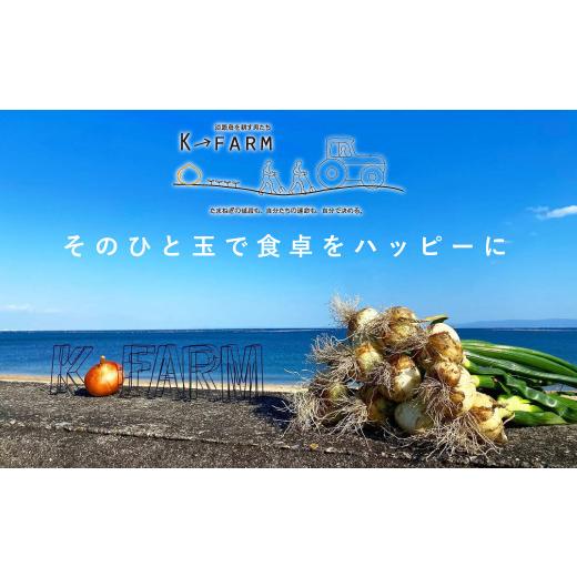 ふるさと納税 野菜類 玉ねぎ 兵庫県 淡路市  新たまねぎ 淡路島たまねぎ 大きな2Lサイズ10kg 発送時期：2026年3月下旬〜5月頃 10kgの画像
