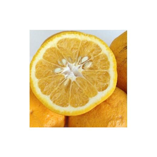 ふるさと納税 果物類 みかん 和歌山県 和歌山市 和歌山産 甘夏みかん 秀品 5kg[ヤマタ大谷商店]